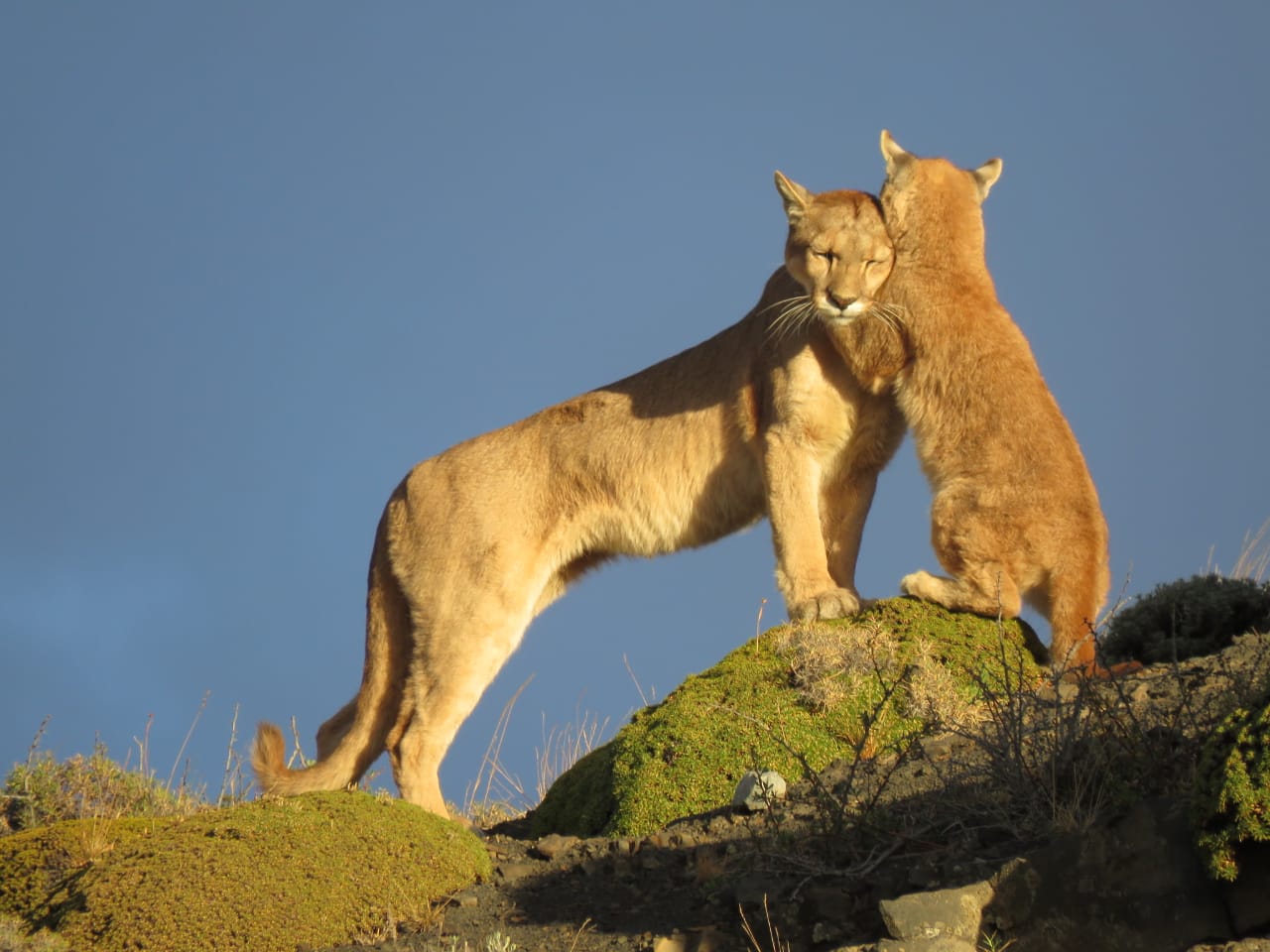 Patagonian Puma cat, Chile - 10 fun facts