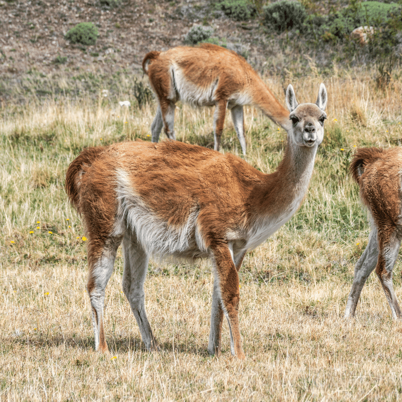 The Importance of Guanaco to the Patagonian Ecosystem